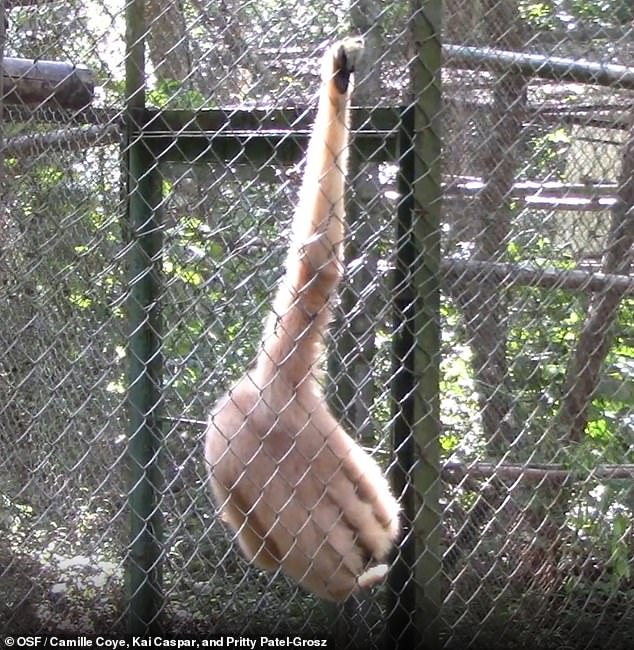 The scientists observed four species performing the dance: the northern buff-cheeked gibbon, the northern white-cheeked gibbon, the southern white-cheeked gibbon and the yellow-cheeked gibbon.