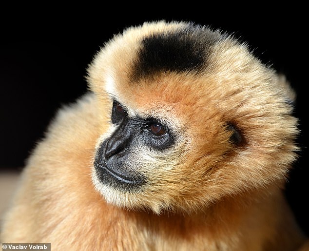 The photo shows a female of the white-cheeked gibbon (Nomascus leucogenys). This species is mainly found in Laos, Vietnam and southern China (archive photo)