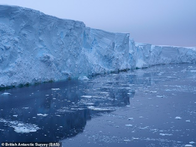 The Thwaites Glacier is approximately 120 km wide, the size of Great Britain or Florida, making it the widest glacier in the world.