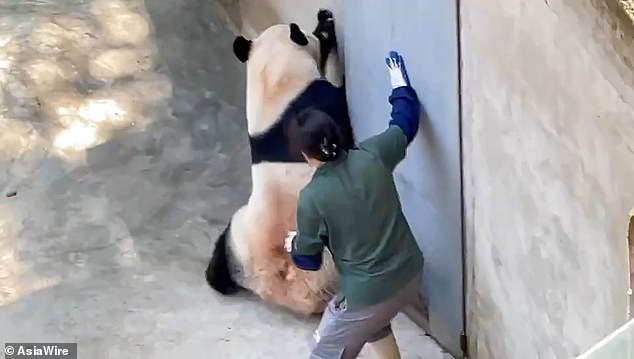 The video first shows the caretaker trying to get out of the enclosure, but the panda throws its weight behind the door, forcing it to run back inside