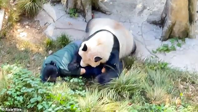 The panda appears to bite the terrified guard in the arm as she tries to push him away