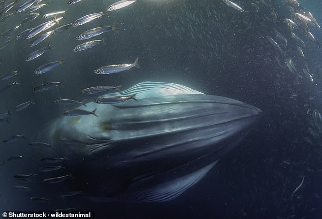 Bryde's whales are found throughout the world in warm, temperate oceans, including the Atlantic, Indian and Pacific oceans.