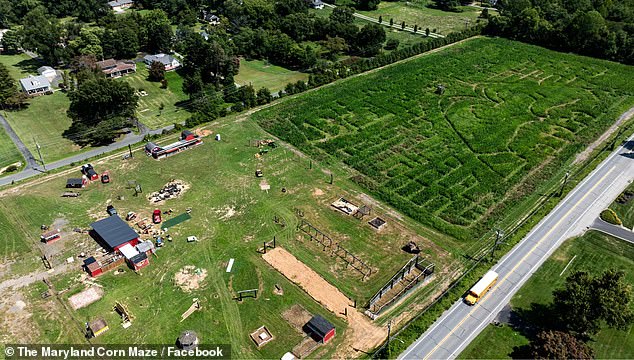 Carol Paul, the owner of Anne Arundel County's MD Corn Maze in Gambrills, Maryland, has put forth impressive efforts to create the maze