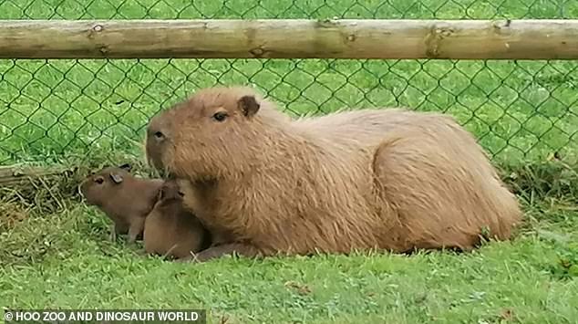 A baby Cinnamon and Churro pictured at the zoo with their mother