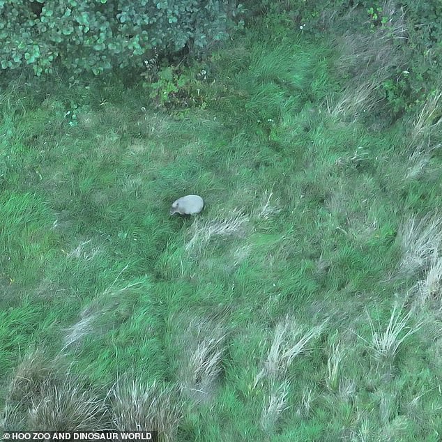 Zookeepers worked through the night to find the animal after she was spotted by a thermal drone just 200 metres from her enclosure on Tuesday.