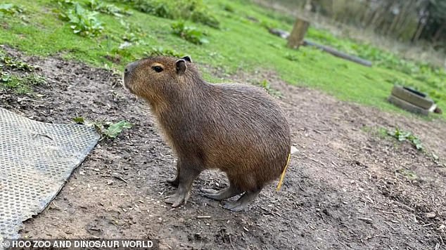 A young Cinnamon pictured at Hoo Zoo, where she lives with her parents and brother