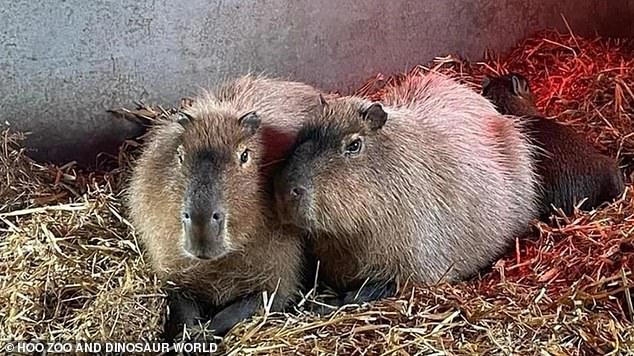 Cinnamon, pictured with her brother Churro, fled her habitat at Hoo Zoo and Dinosaur World in Telford on Friday