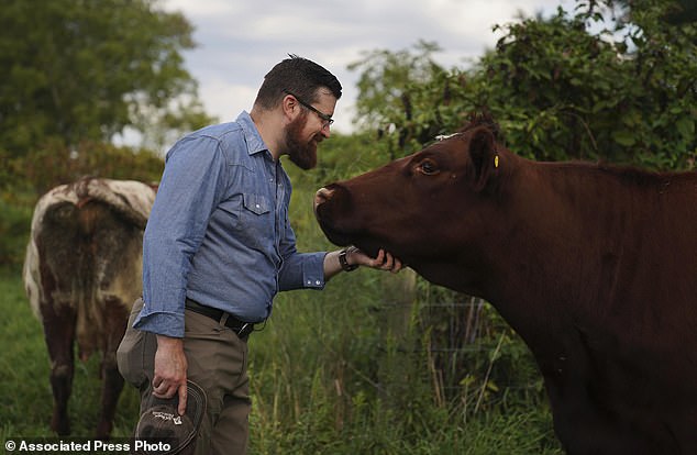 Farmer and Presbyterian minister Lee Scott pets one of the cows at his family's farm, Laurel Oak Farm, in Butler, Pennsylvania, on Friday, Sept. 6, 2024. (AP Photo/Jessie Wardarski)