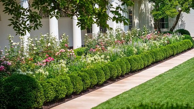 Flowers are now blooming in the redesigned rose garden