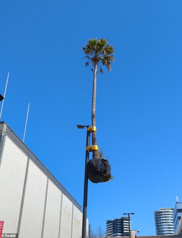 The installation titled 'Illawarra Placed Landscape' or better known to locals as 'palm tree up a pole' was created by New Zealand artist Mike Hewson (the work is pictured)