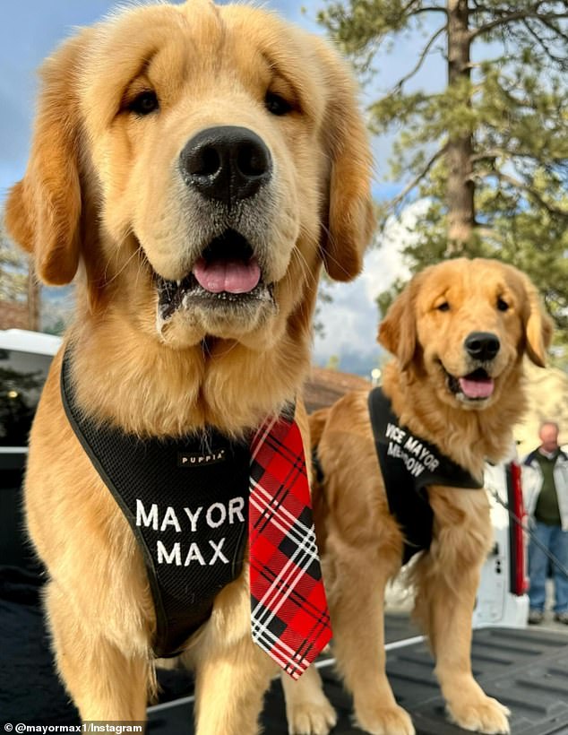 Meadow Mighty-Dog Mueller (right), Mayor Max's sister from the same litter, also serves as Idyllwild's vice mayor