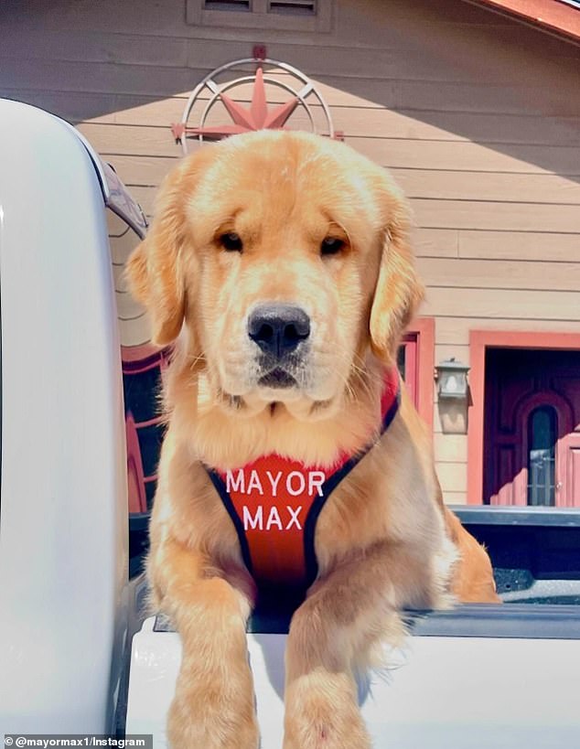 Max successfully beat out 13 other dogs and two cats with 21,132 votes - raising more than $31,000