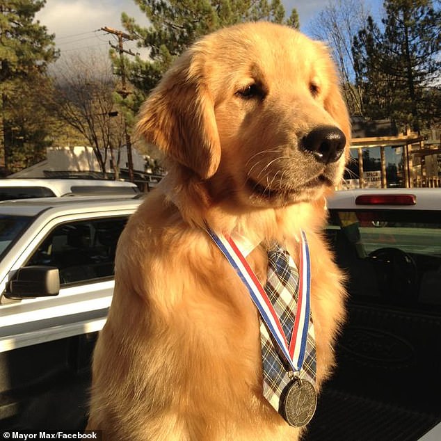 Maximus Mighty-Dog Mueller II took office at two months old and ended his term at age nine, when he was diagnosed with cancer