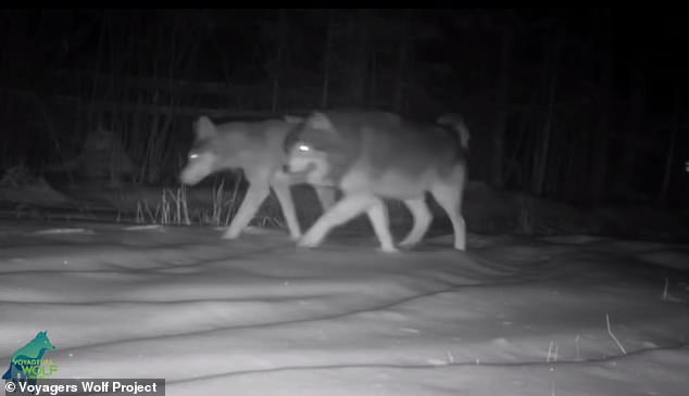 The Voyageurs Wolf Project, a research group from the University of Minnesota, shared incredible footage from a trail camera on Facebook, showing an unusual dog roaming the wilderness