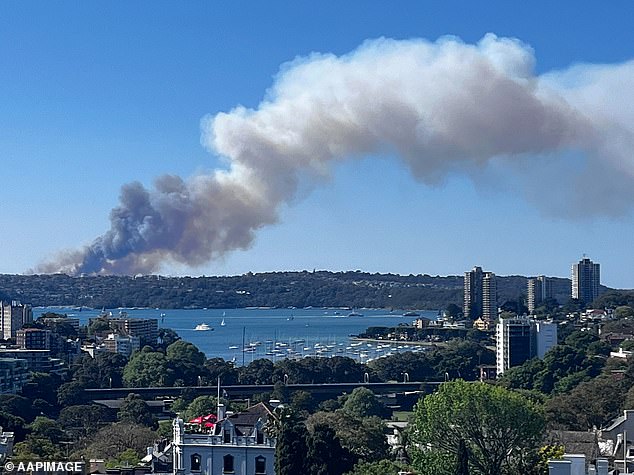 Large plumes of smoke could be seen rising from dense undergrowth in the city (photo)