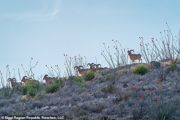 The new homeowners will see deer, antelope and several species of quail roaming the 32,000-acre property