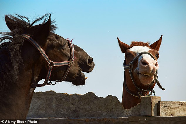 Mrs. Kent was trying to put a blanket on a troublesome horse when he attacked her