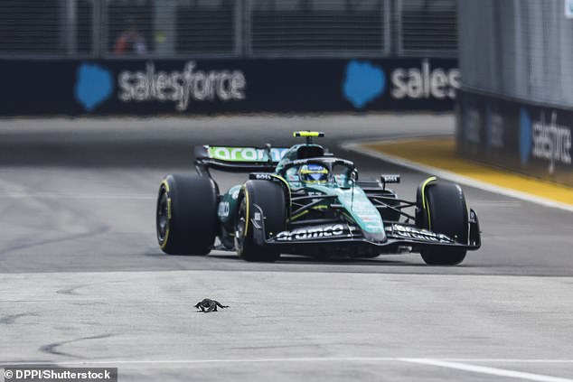 Fernando Alonso had to pull into the pits before he could warn officials about the lizard