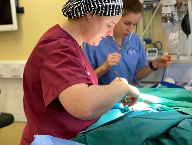 While viewers are treated to the heartwarming moments when the dogs meet potential new owners, the extraordinary veterinary work behind the scenes is not shown on television