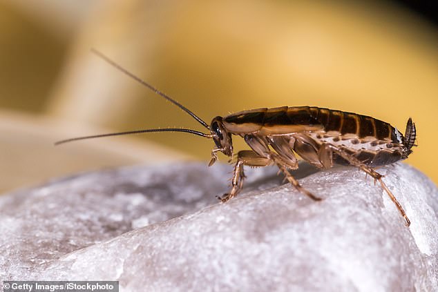 Cockroaches can spread food poisoning and cause asthma and allergies by shedding their feces and body parts (File Image)