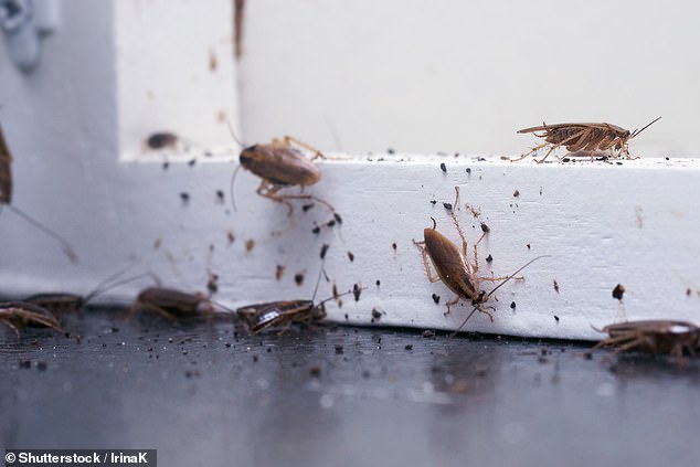 Cockroaches are considered a serious hygiene risk (File image)