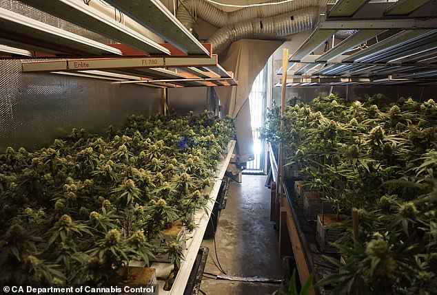 An April drug bust at a luxury five-bedroom, two-story home in Antioch found hundreds of thousands of dollars worth of illegal cannabis in the home alone (pictured)