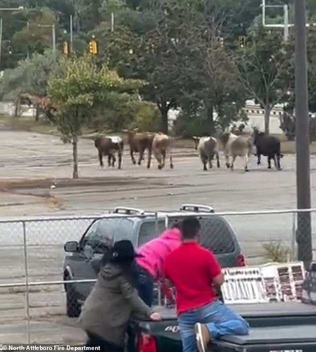 The video ended with the bulls running toward the mall exit, near a busy highway