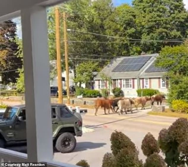 Other clips of the runaway bulls quickly circulated online, including a video showing several bulls running down a residential street as a person filmed from their porch