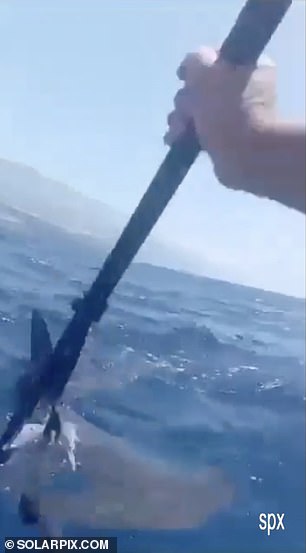 The shark was identified as a hammerhead, the same type that most experts believe could be responsible for the attack on a German woman on a British-flagged catamaran last Monday, who died after being airlifted to hospital in Gran Canaria.