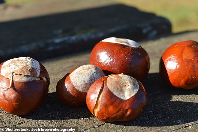 Conkers are simply seeds of the horse chestnut, Aesculus hippocastanum. Conkers ripen in the autumn and fall to the ground in September and October.