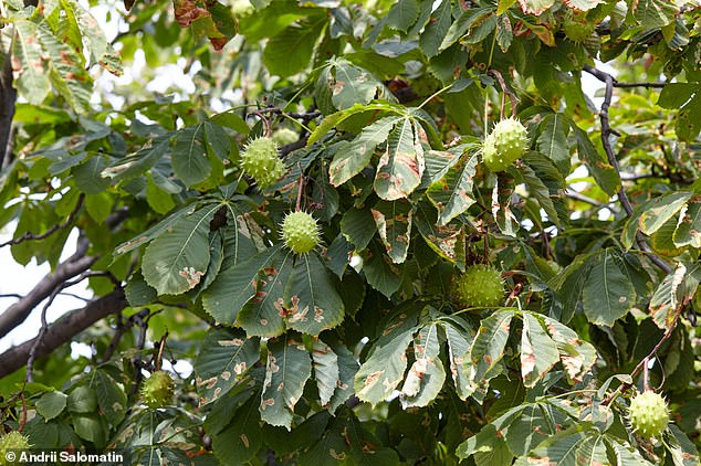 The glossy reddish-brown chestnut is surrounded by a pointed green husk, which naturally falls from the tree in autumn when ripe.