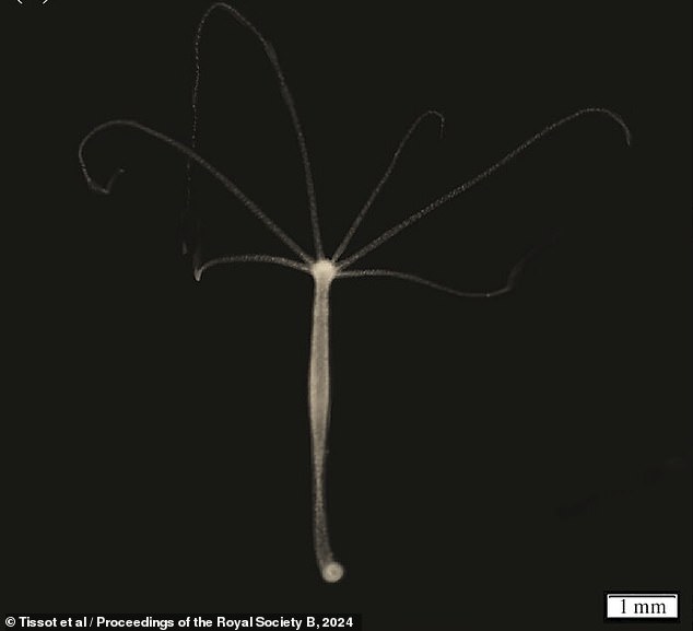 Above is a tumor-free example of the brown hydra from the researchers' laboratory population, cultured from samples obtained from Lake Montaud in the south of France