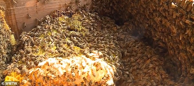 More than 40,000 bees and an immense amount of honeycomb embedded in the structure