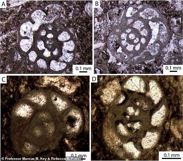 Four types of microfossils were found in the thin sections of the knight's gravestone. They were found in what is now Belgium and Ireland rather than North America, meaning the knight's gravestone had to be imported from Europe