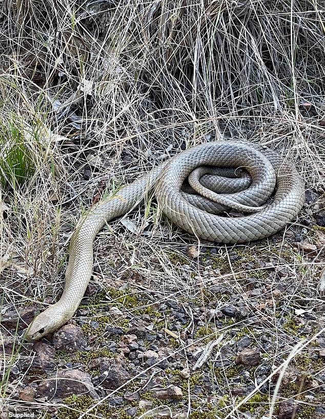 The creature (pictured), the second most venomous snake in the world, was seen crawling through several gardens in the area