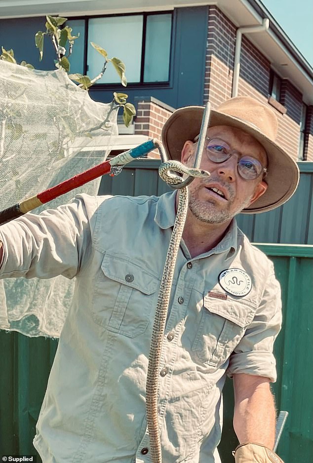 Professional snake catcher and owner of Urban Reptile Removal Chris Williams (pictured) said eastern brown snakes have quickly adapted to life in urban areas