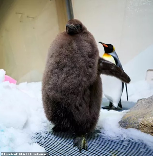 Weighing in at over 22 kilos, Pesto (pictured) is considered a very large chick