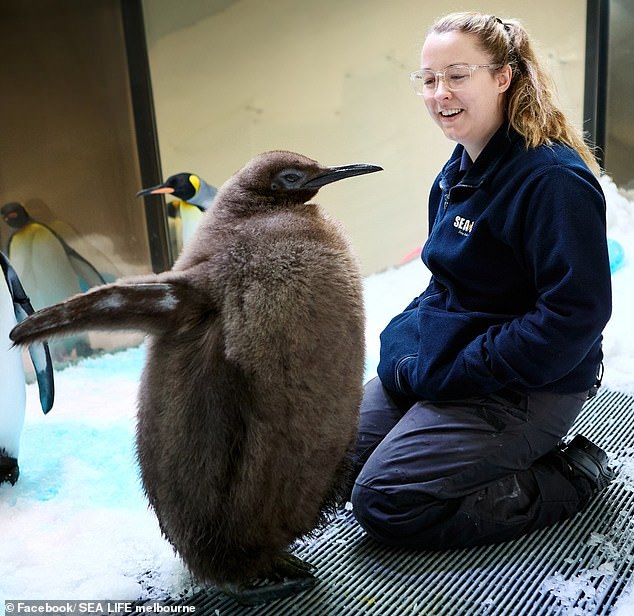 Pesto has become an online star and has a huge following on social media. He is pictured with a Sea Life Aquarium keeper)