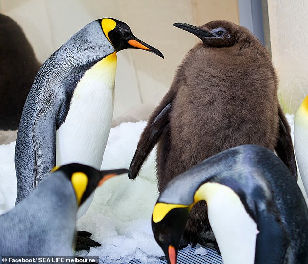 Fans have just two weeks left to see Pesto (pictured) with his fluffy brown feathers – he'll soon lose them and get his black and white feathers back