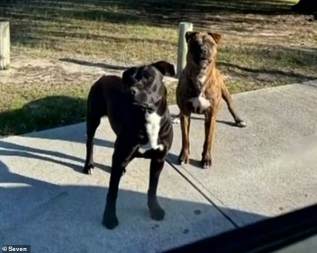 Ms Mato was helped by a quick-thinking Uber driver, who pulled over, but the dogs (pictured) chased the car after she was helped into the vehicle