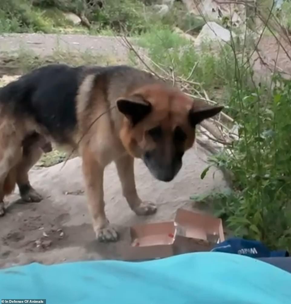 The abandoned helpless dog was found on the brink of death on July 3, with its mouth and neck bound with cable ties