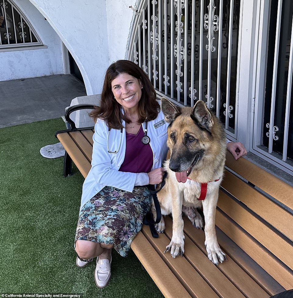 Argon, who was diagnosed with lymphoma after his rescue, continues to receive the very best care from the rescue organization's veterinarians and California Animal Specialty and Emergency Hospital's oncologist, Dr. Mary Kay Blake (pictured).