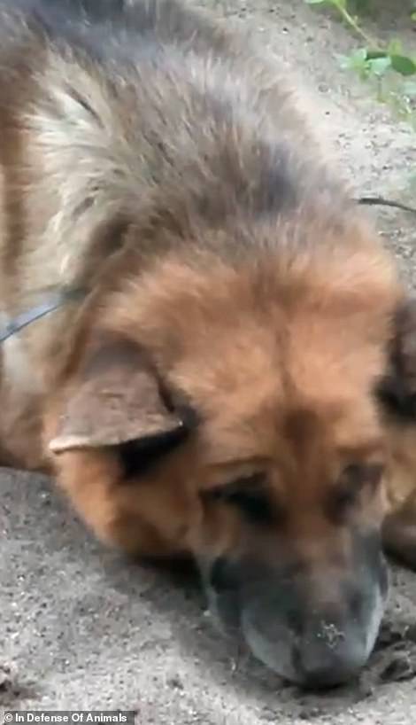 German Shepherd Argon Seen With Cable Tie Around His Neck