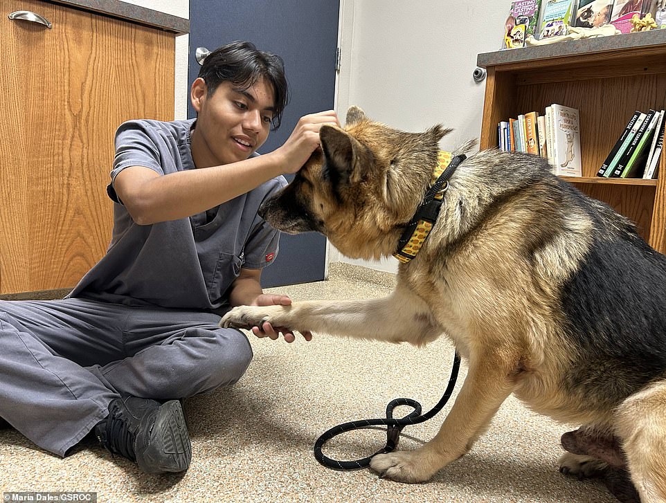 Animal shelter officials say Argon's health and behavior have improved dramatically as the dog is now used to people