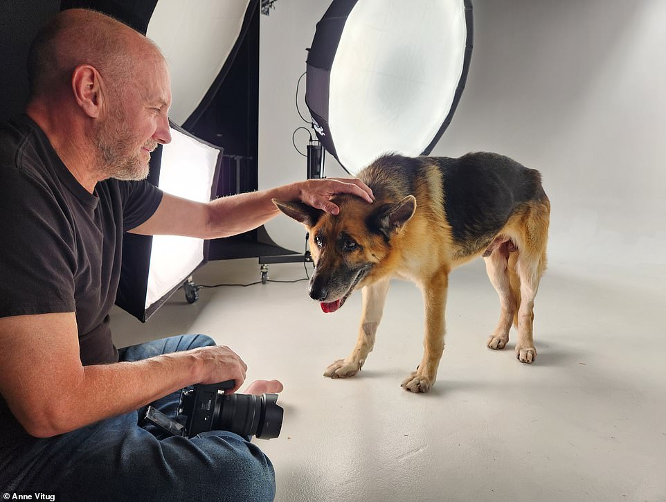 The German Shepherd is in much better spirits these days, even happily posing for a close-up during a recent dog photo shoot, courtesy of Dogma Pet Portraits in Costa Mesa