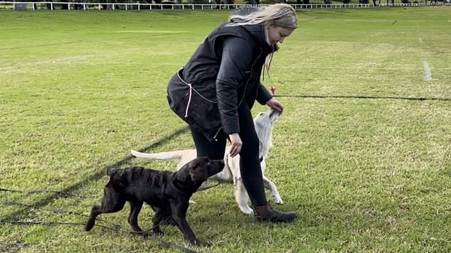 The dog trainer has collected a number of five-star reviews online