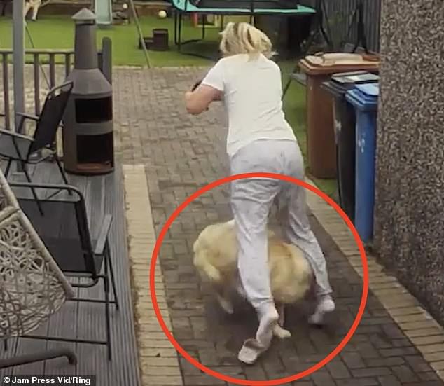 Mrs Martin is seen taking out the rubbish when her Golden Retriever Teddy pounces on her, knocking the 54-year-old woman to the ground