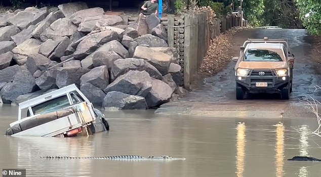 After the ute became stranded, up to 20 large saltwater crocodiles were seen in the water near the stranded vehicle. Another stranded ute is seen in the photo, surrounded by crocodiles