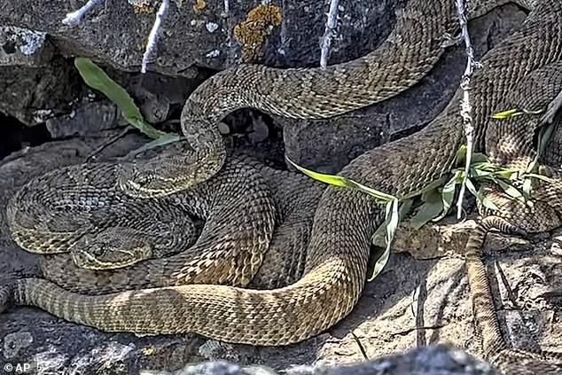 This photo shows a rattlesnake camouflaged against rocks