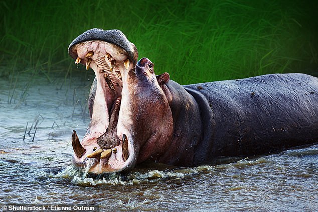 Mrs Cherry managed to swim to the riverbank after being thrown from the canoe. She later said her husband 'put a punch for the team' in the hippo attack (file photo of a hippo)